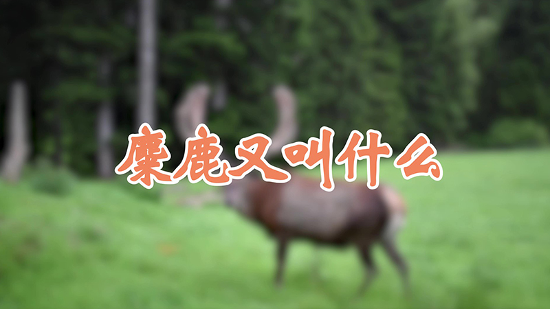 麋鹿又叫什么