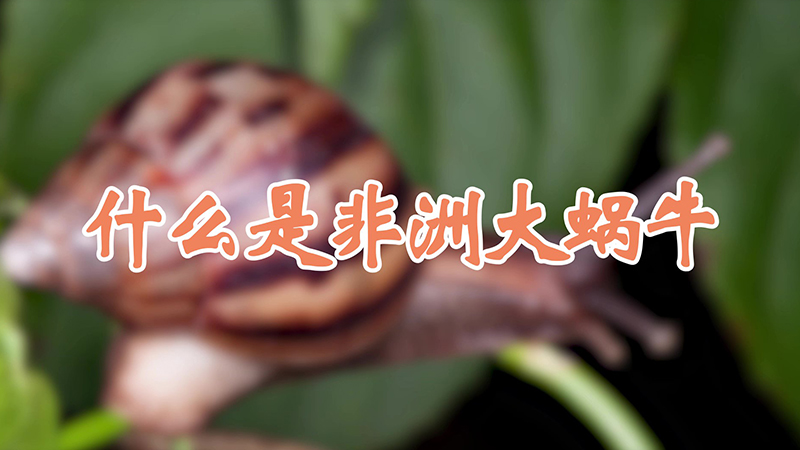 什么是非洲大蜗牛