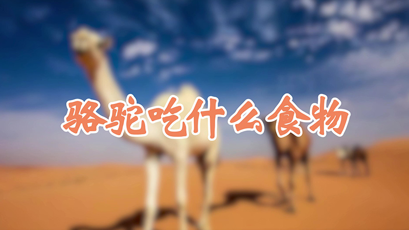 骆驼吃什么食物