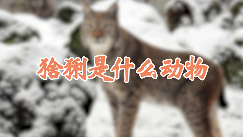 猞猁是什么动物