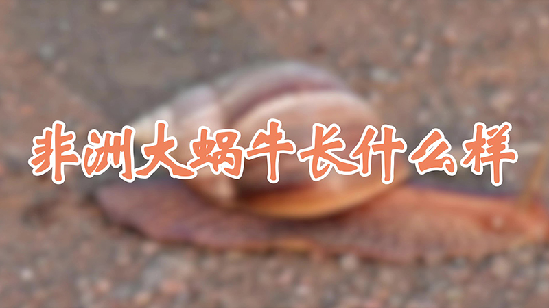 非洲大蜗牛长什么样