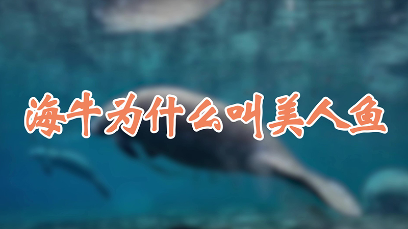 海牛为什么叫美人鱼