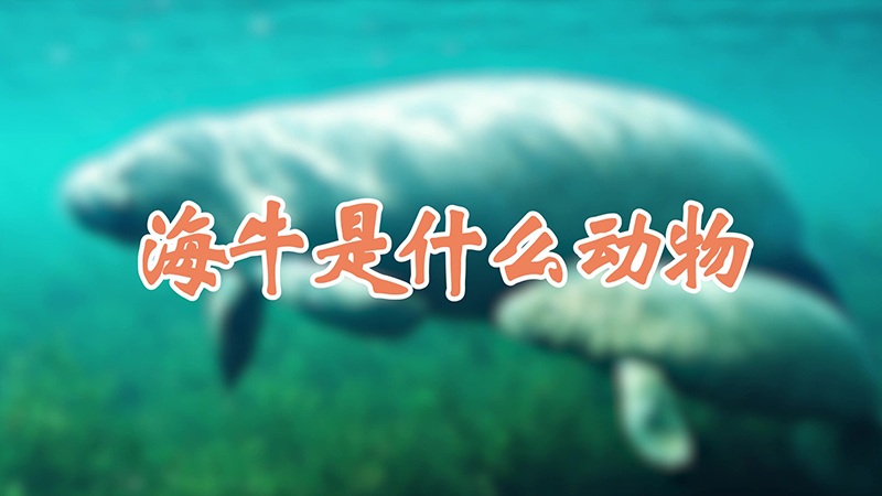 海牛是什么动物