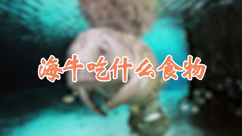 海牛吃什么食物