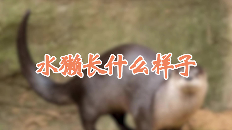 水獭长什么样子