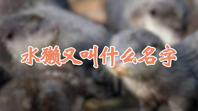 水獭又叫什么名字