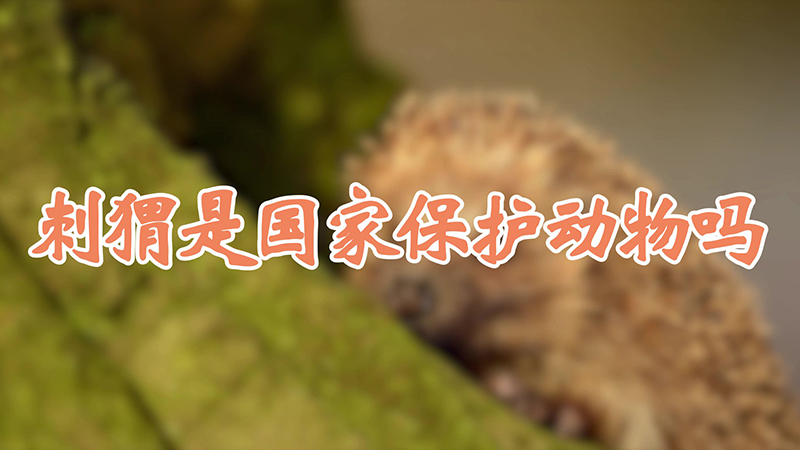 刺猬是国家保护动物吗