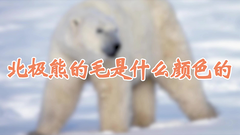 北极熊的毛是什么颜色的