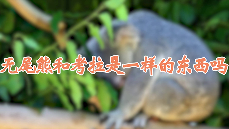 无尾熊和考拉是一样的东西吗