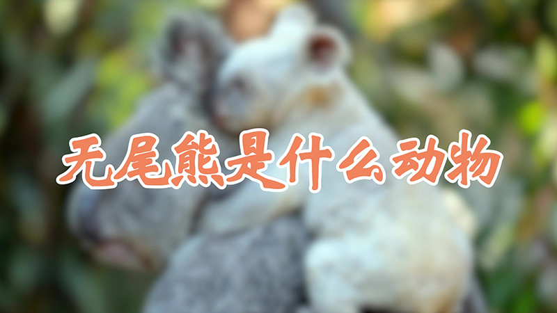 无尾熊是什么动物