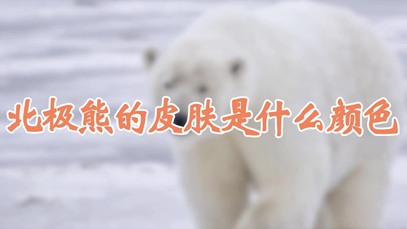 北极熊的皮肤是什么颜色
