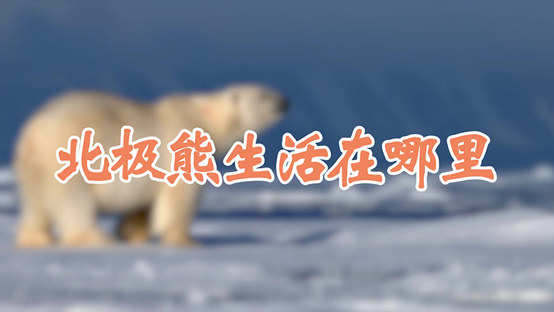 北极熊生活在哪里
