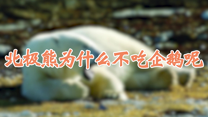 北极熊为什么不吃企鹅呢
