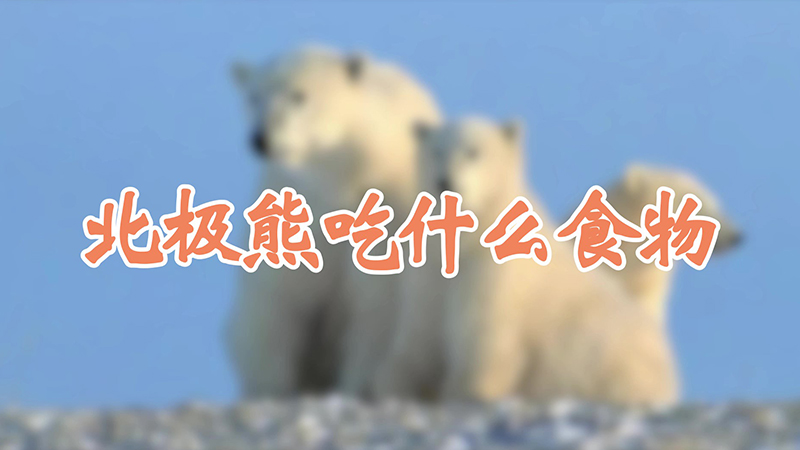 北极熊吃什么食物