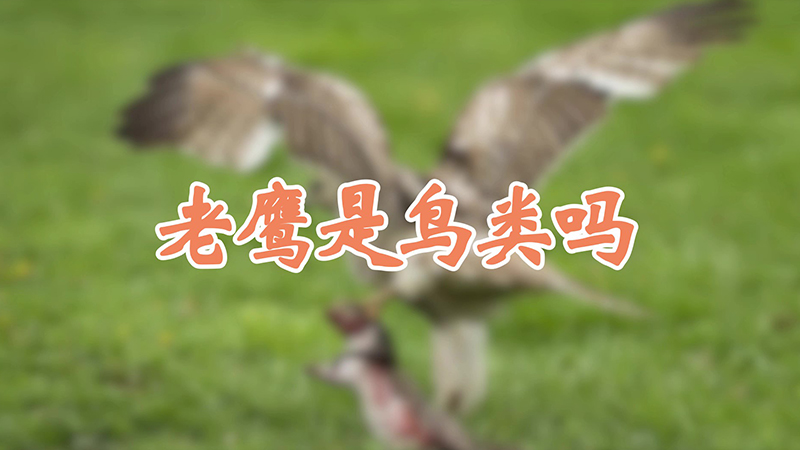 老鹰是鸟类吗