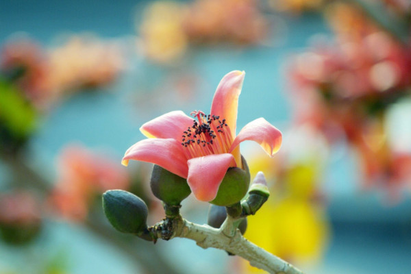 木棉花特点是什么