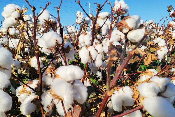 新疆棉花多少钱一斤 新疆棉花价格10元/斤