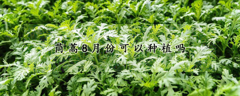 茼蒿8月份可以种植吗