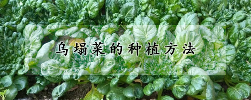 乌塌菜的种植方法