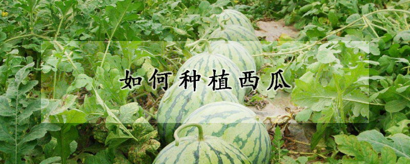 如何种植西瓜