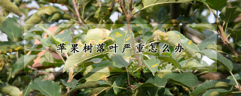 苹果树落叶严重怎么办