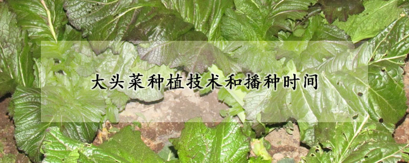 大头菜种植技术和播种时间