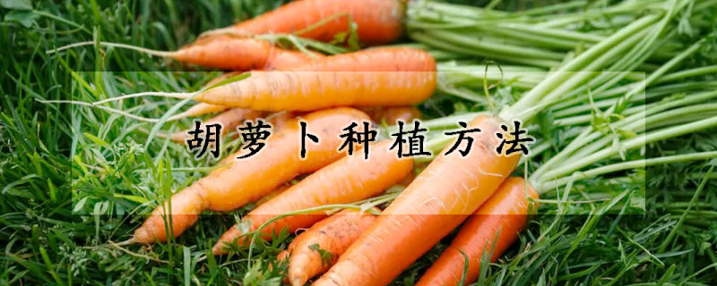 胡萝卜种植方法