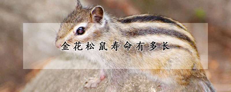 金花松鼠寿命有多长