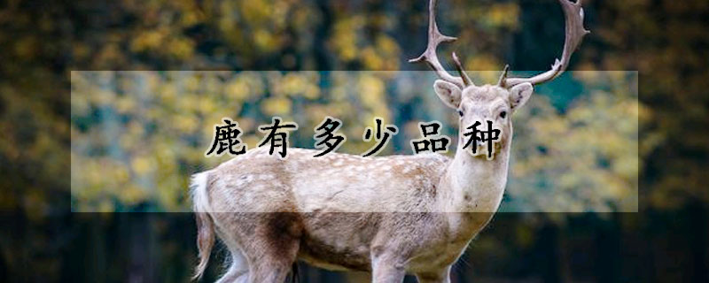 鹿有多少品种