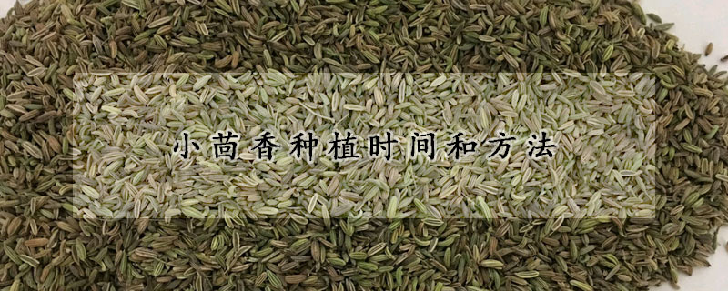 小茴香种植时间和方法