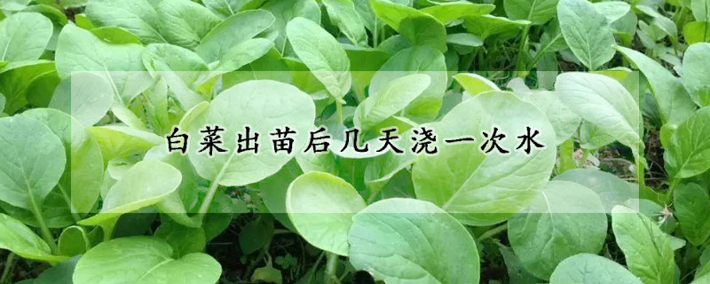 白菜出苗后几天浇一次水