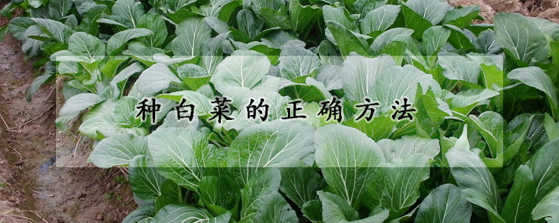 种白菜的正确方法