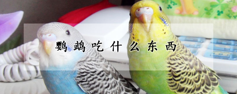 鹦鹉吃什么东西