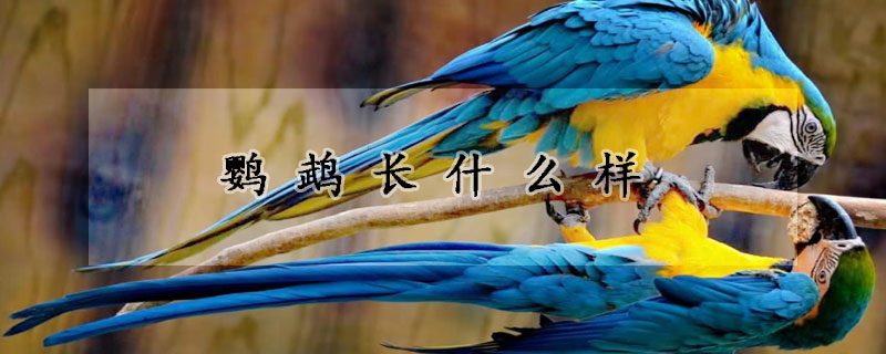 鹦鹉长什么样