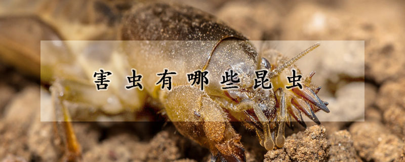 害虫有哪些昆虫