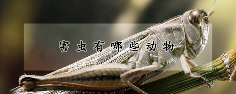 害虫有哪些动物