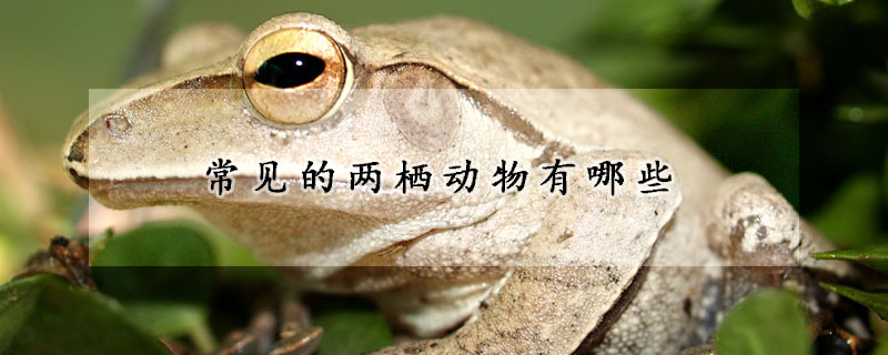 常见的两栖动物有哪些