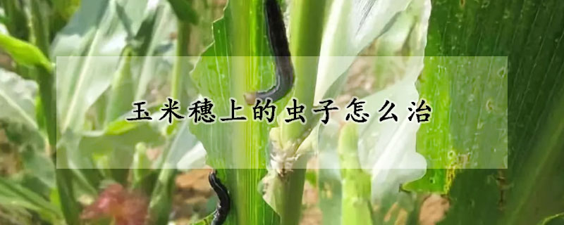 玉米穗上的虫子怎么治