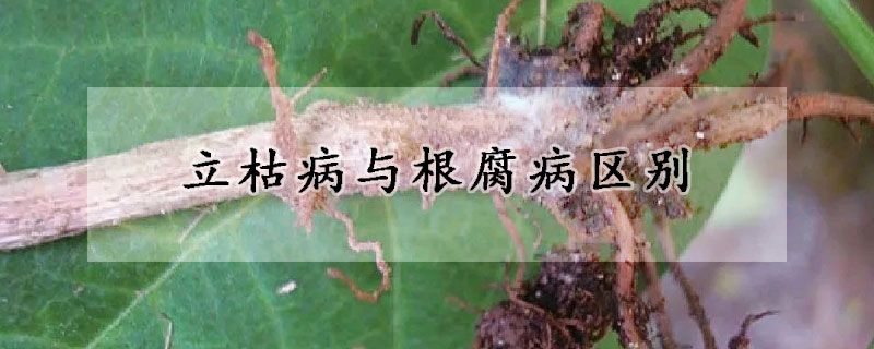 立枯病与根腐病区别