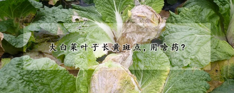 大白菜叶子长黄斑点,用啥药?