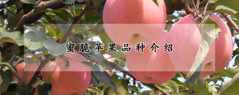 蜜脆苹果品种介绍