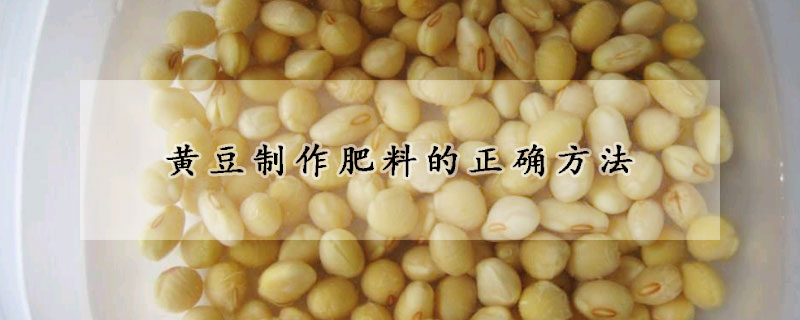 黄豆制作肥料的正确方法