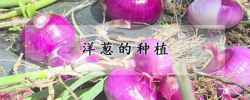 洋葱的种植