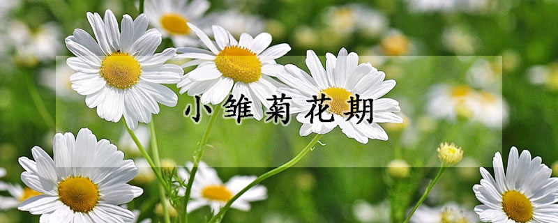 小雏菊花期