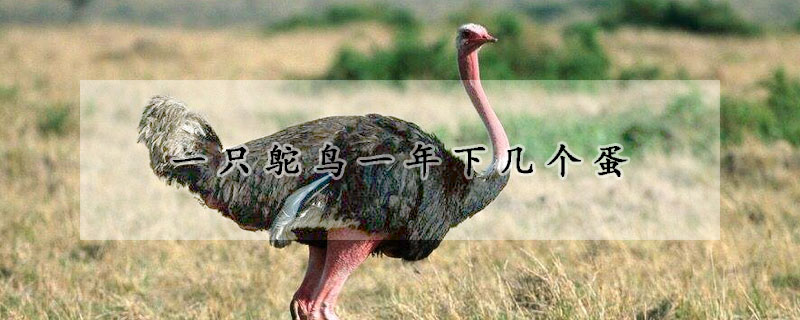 一只鸵鸟一年下几个蛋