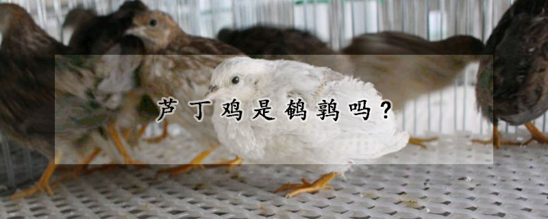 芦丁鸡是鹌鹑吗?