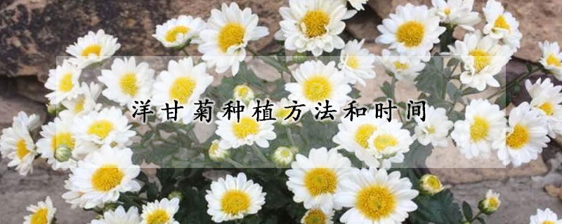 洋甘菊种植方法和时间