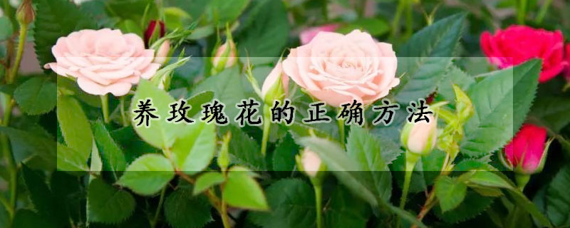 养玫瑰花的正确方法