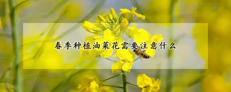 春季种植油菜花需要注意什么