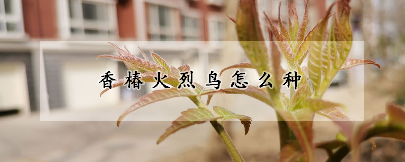 香椿火烈鸟怎么种